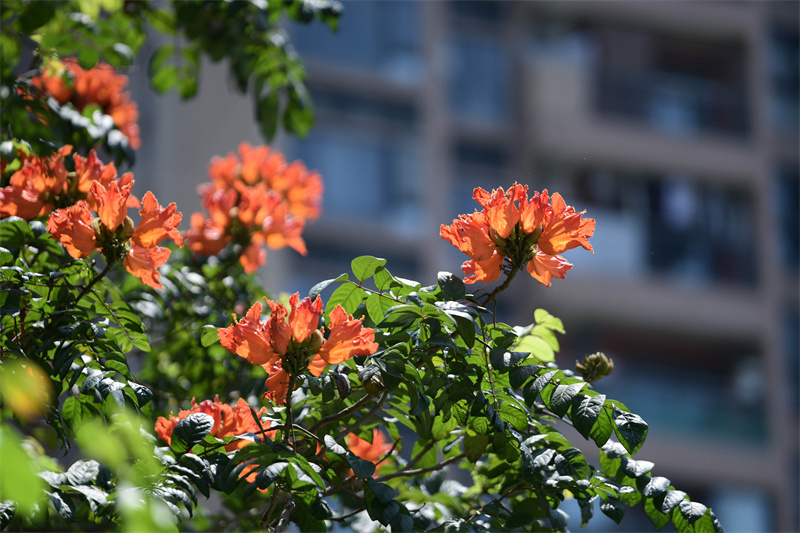 千年花城 每月一花 | 热情似火的5月火焰木