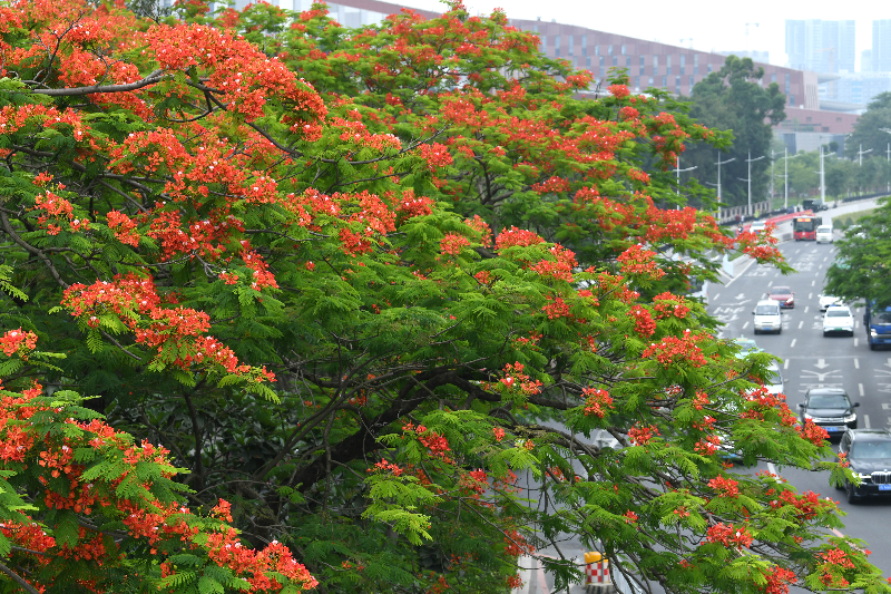 千年花城 每月一花丨如果毕业有颜色，那一定像凤凰花一样灿烂