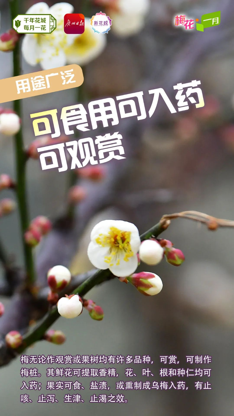 804a177c99c90ed6c53167c28274e369_.jpg 图片