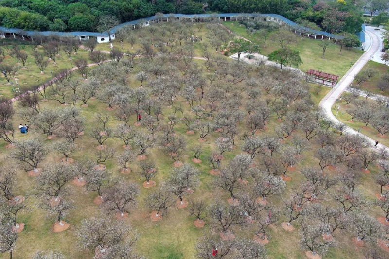 杨耀烨-【每月一花】梅花开百花之先-NEP1_20240119_C00411410215 图片