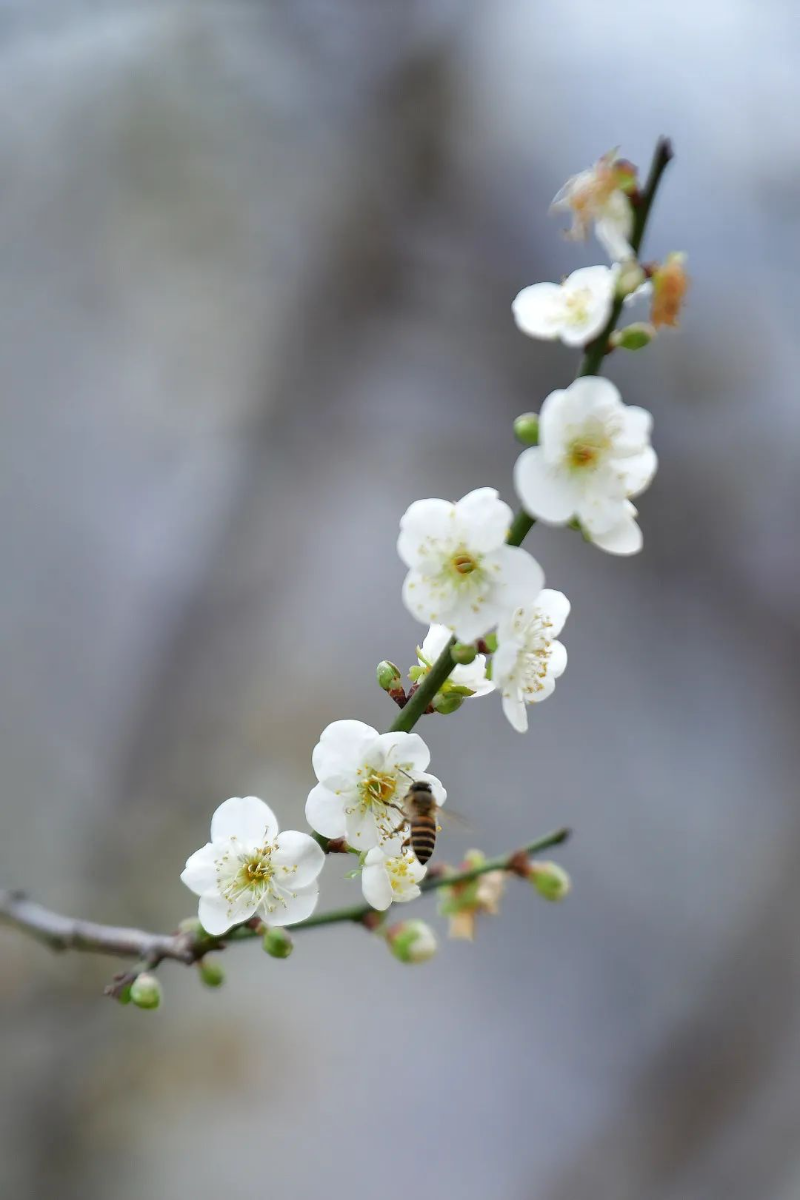 杨耀烨-【每月一花】梅花开百花之先-NEP1_20240119_C00411410249 图片