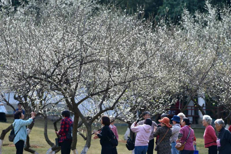 杨耀烨-【每月一花】梅花开百花之先-NEP1_20240119_C00411410255 图片