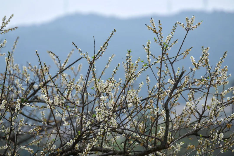 杨耀烨-【每月一花】梅花开百花之先-NEP1_20240119_C00411410347 图片