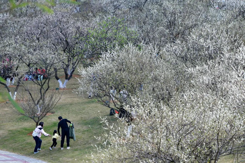 杨耀烨-【每月一花】梅花开百花之先-NEP1_20240119_C00411410086 图片