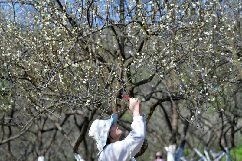 杨耀烨-【每月一花】梅花开百花之先-NEP1_20240119_C00411410242 图片