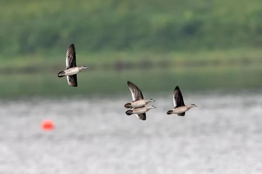 国家二级重点保护野生动物现身广州！