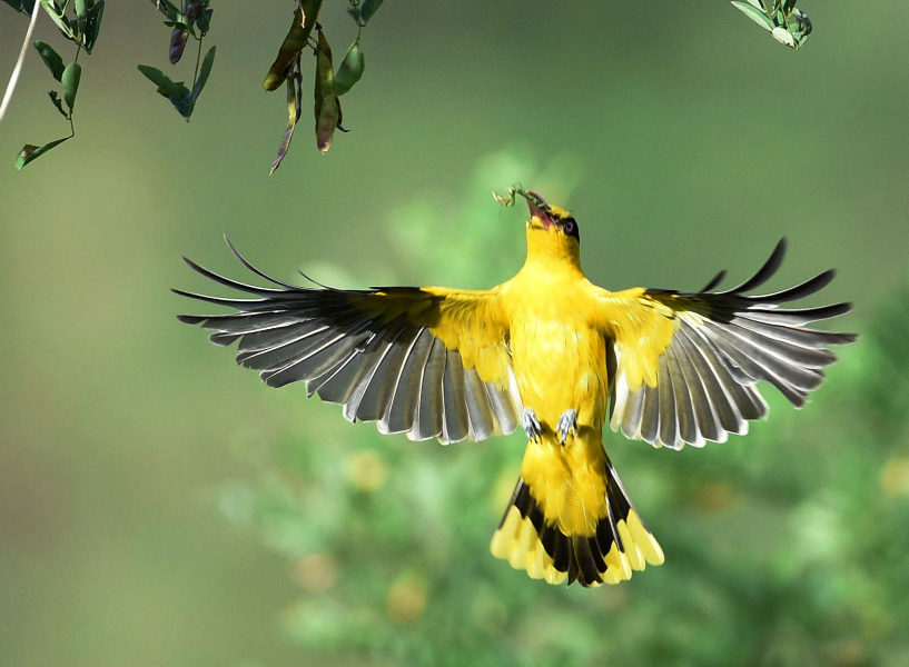 一个月2次！海珠湿地又有新发现！