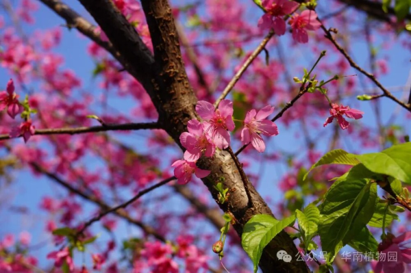 大阳城集团娱乐视频