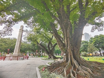 百年黄葛 季相分明