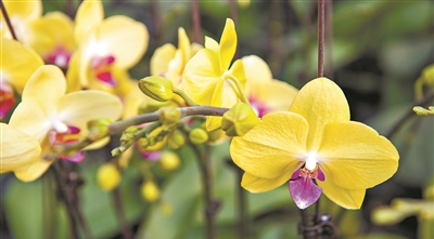 年花大赏，你pick哪一种？