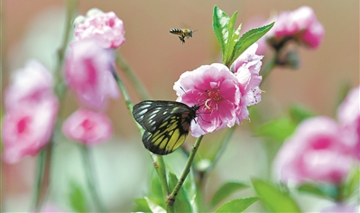 花开红云一片 灼灼世外桃源
