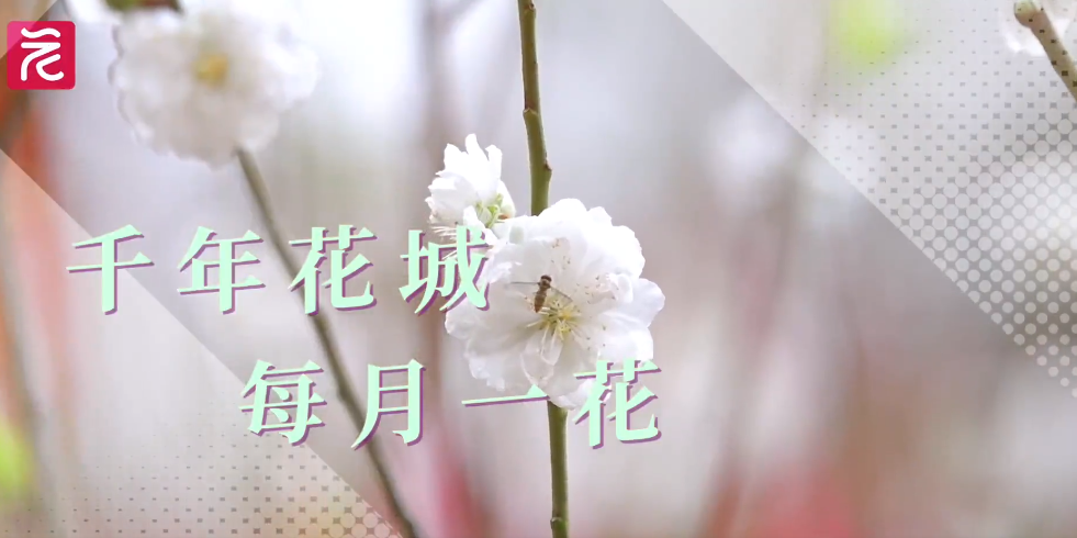 桃花：桃花流水窅然去，别有天地非人间