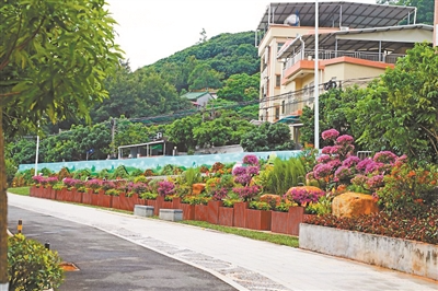 道路绿化大提升 和美乡村换新颜