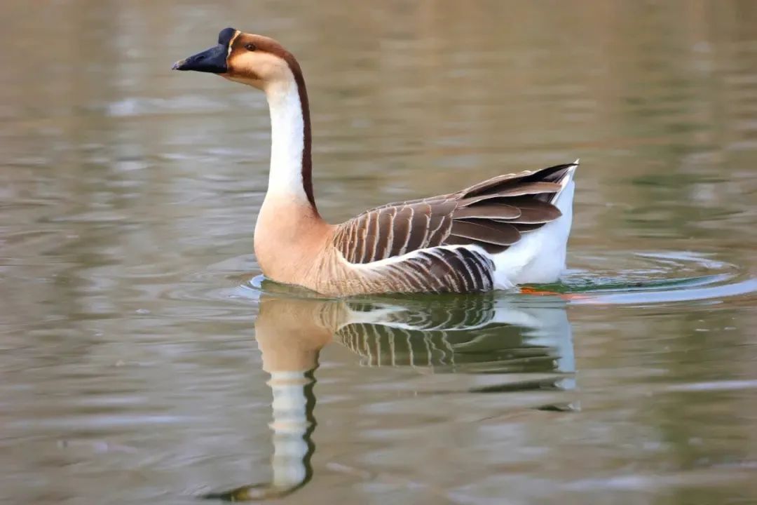 白江湖鸿雁产卵，鸿运当头