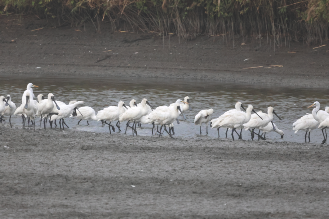 92种！广东完成全国越冬水鸟同步监测
