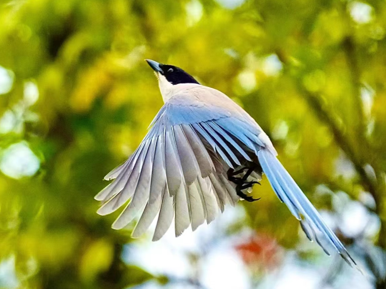 “爱鸟周”是怎么一回事