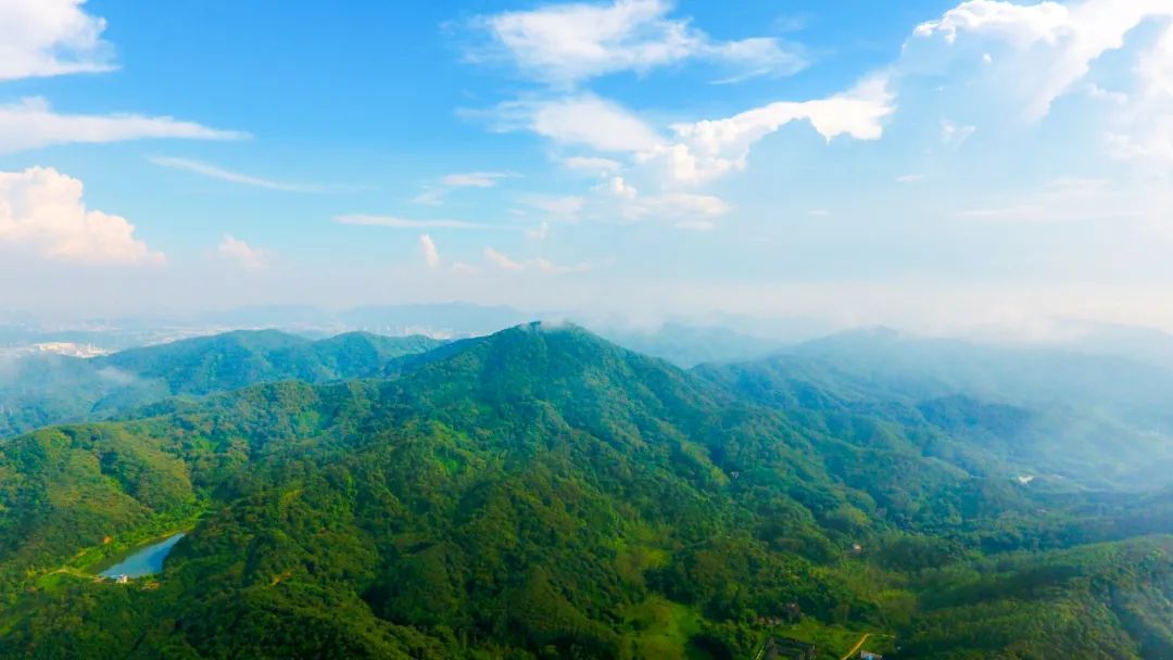 广东今年种植苗木已超520万株 县镇村再掀起春季造林绿化高潮