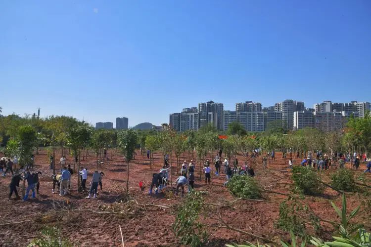 番禺开展义务植树活动