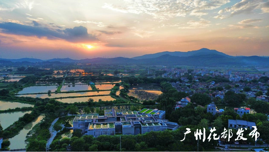 广州一近700年古村“活了起来”，多业态发展助村民增收