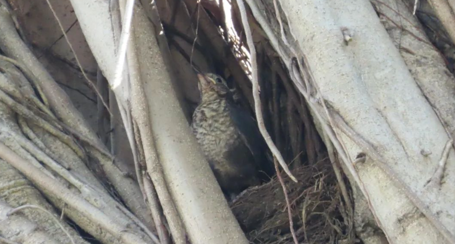 榕树垂髯，百鸟喧啾