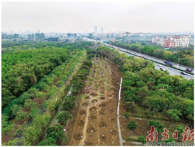 3月9日上午,在广州海珠国家湿地公园二期,市民分工协作将树苗种下。 3月9日上午,在广州海珠国家湿地公园二期,市民分工协作将树苗种下。