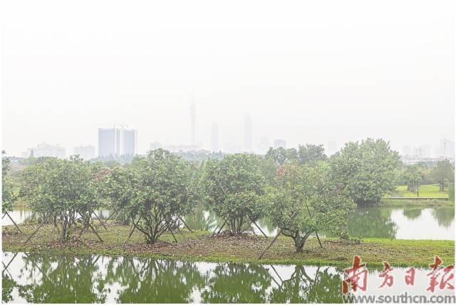 广州海珠国家湿地公园二期。 广州海珠国家湿地公园二期。