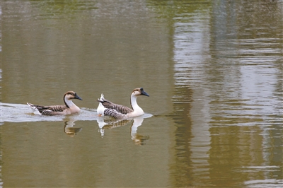 市儿童公园来了两只鸿雁宝宝
