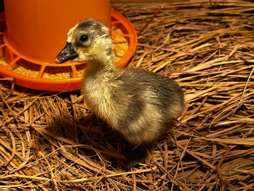 萌宠破壳 白江湖又添“新成员”