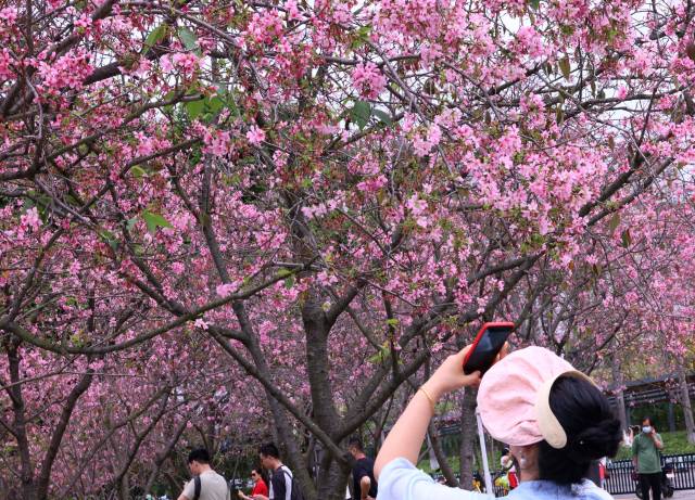 春和景明，来黄埔吧！看樱花盛放、禾雀飞舞