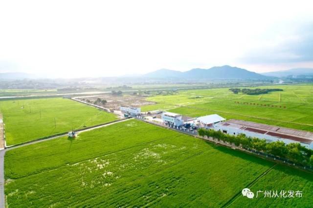 广州从化：创建乡村振兴示范带，推动成为展示乡村振兴成果示范“窗口”