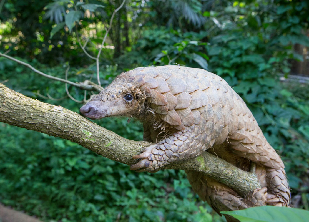 绿美天河新添国字号平台，穿山甲保护研究中心落地天河区凤凰山下