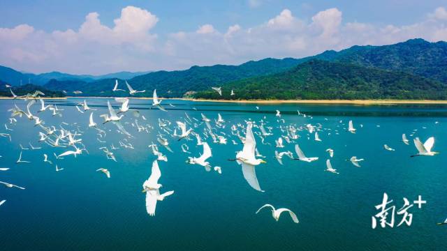 绿美广东 生生不“稀” | 国际珍稀动物保护日