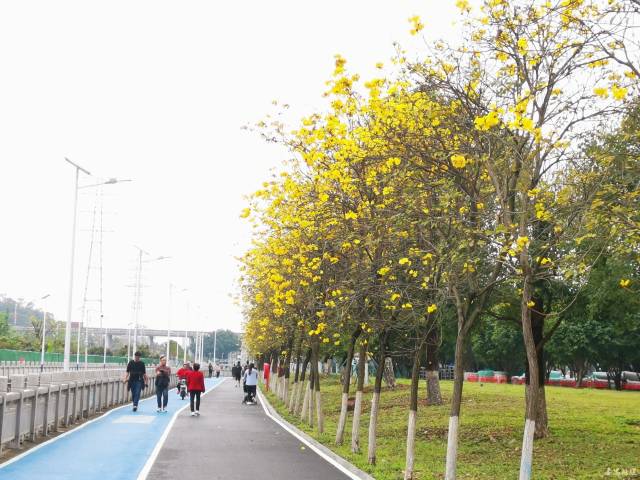 走碧道，赏春光！番禺这条碧道成市民休闲好去处