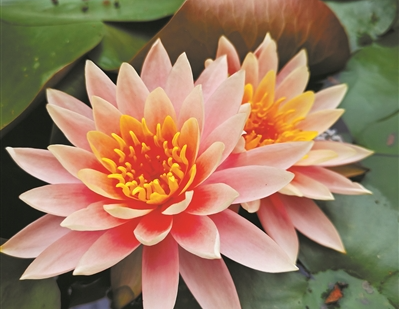 科罗拉多睡莲惊艳绽放