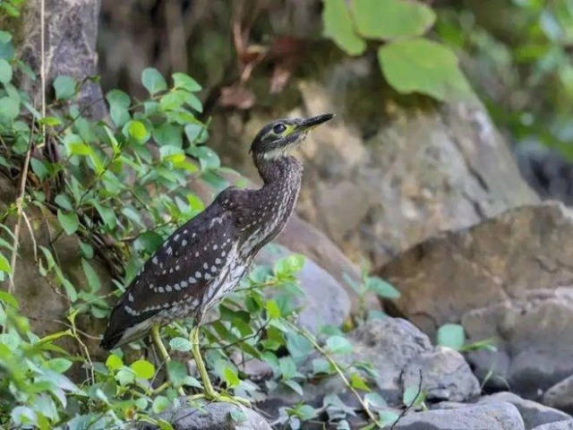 比大熊猫还稀有，“世界上最神秘的鸟”海南鳽神秘在哪里？