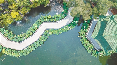 在这，赏荷风莲韵