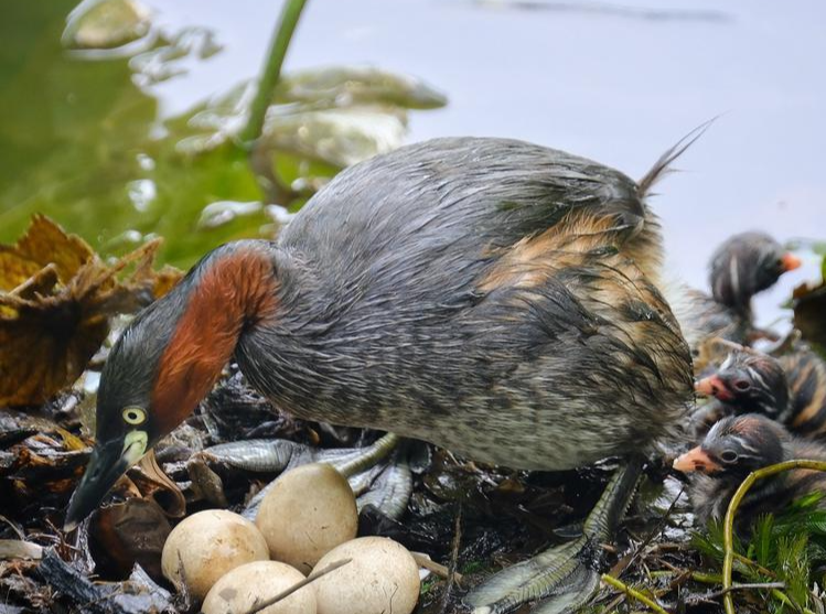 直击破壳新生！小䴙䴘夫妇温暖了广州街坊的心