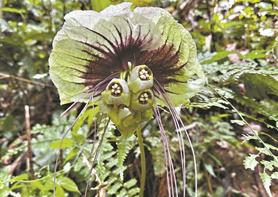 扇苞蒟蒻薯亮相华南国家植物园
