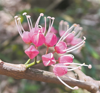 尽显异域风情 红茱萸挂满枝头