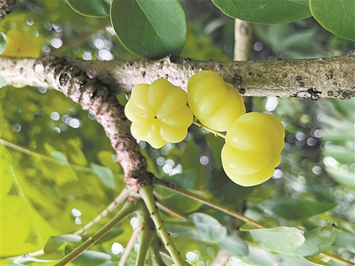 晶莹“小南瓜”缀满枝头