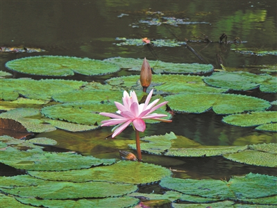 来莲花山看好运“莲莲”