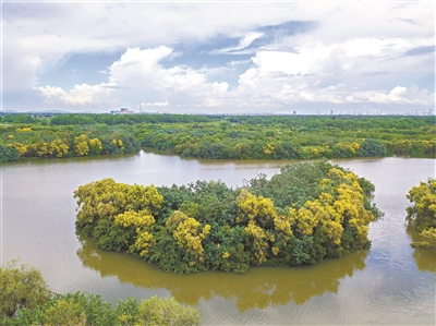 广州围绕森林、城乡、湿地等系统推进生态修复 海珠湿地鸟类增至197种