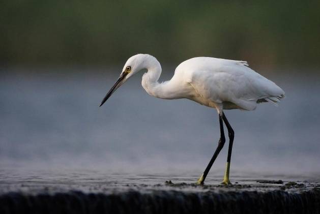寻找飞行精灵！来白云区这个水鸟生态廊道打卡吧