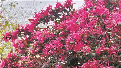 “红彩木”初夏盛放