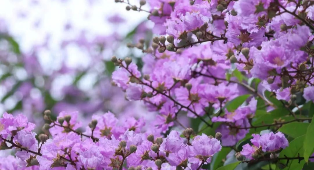 庭前紫薇初作花，容华婉婉明朗霞