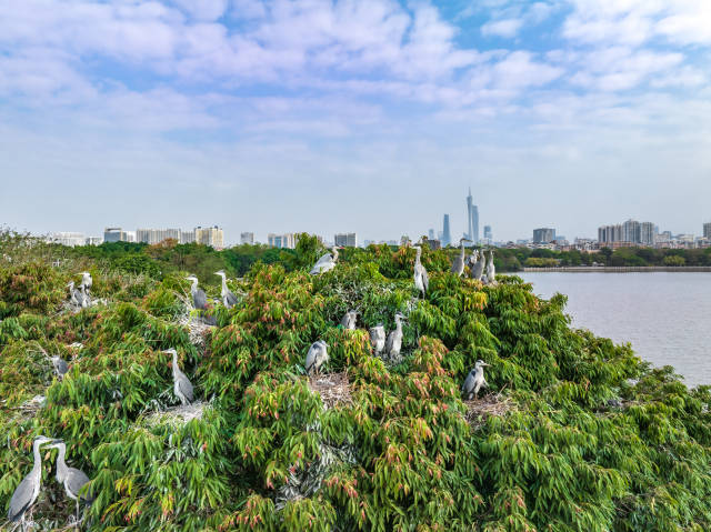 超治愈！海珠你不知道的“珍稀”角落里，藏着我们的“宝藏”邻居