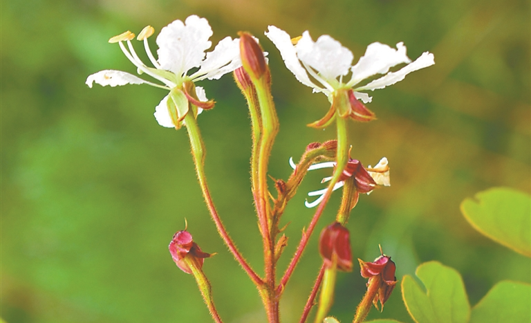 确认！广宁发现肇庆德昭藤