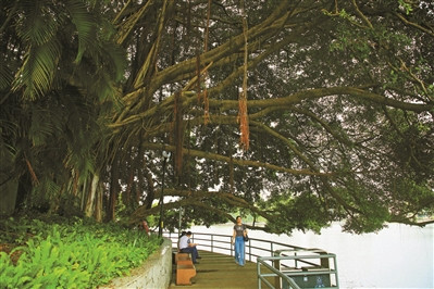 湖心岛边 古榕葱葱