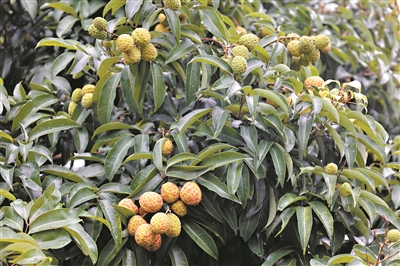 井岗红糯改变“看天收果”窘境 仙桃荔大小堪比鸡蛋有望成“顶流”……