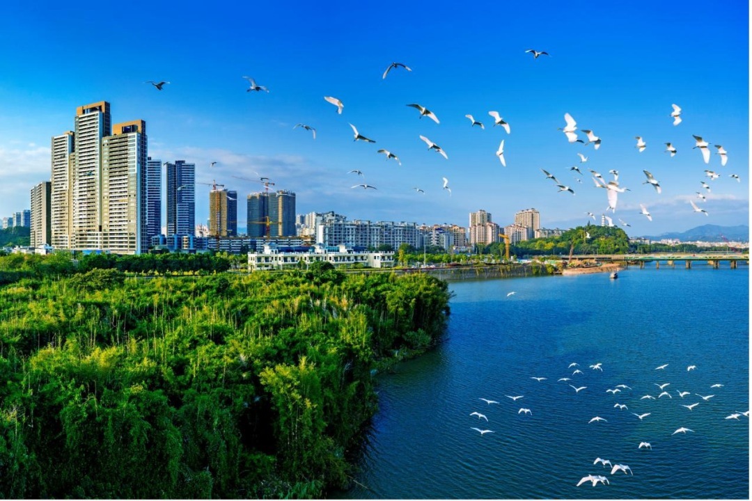 珍稀野生水鸟“安家入户”……增江流域栖息鸟类超190种